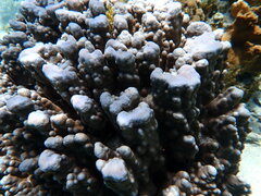 Porites heronensis