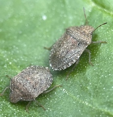 Cooperocoris australis