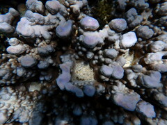 Porites heronensis
