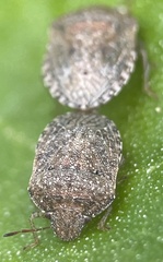 Cooperocoris australis