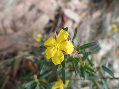 Hibbertia linearis