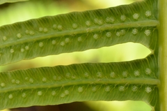 Dicranopteris