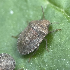 Cooperocoris australis
