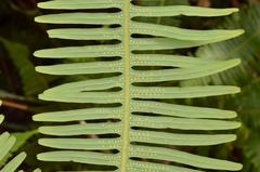 Dicranopteris