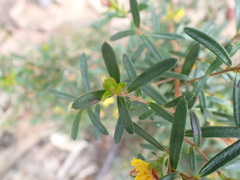 Hibbertia linearis