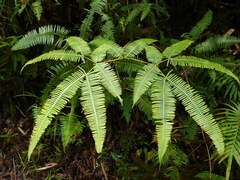 Dicranopteris