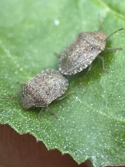 Cooperocoris australis