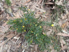 Hibbertia linearis