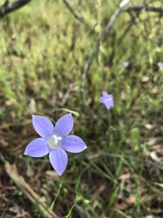 Wahlenbergia stricta