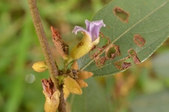 Helicteres angustifolia