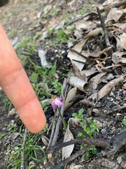 Caladenia pusilla