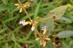 Helicteres angustifolia