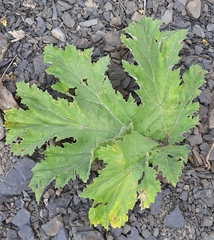 Heracleum leskovii