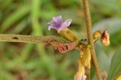 Helicteres angustifolia