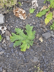 Heracleum leskovii