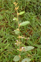 Helicteres angustifolia