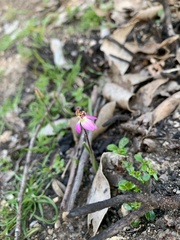 Caladenia pusilla