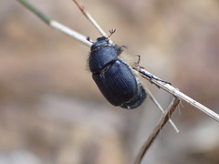 Melolonthinae