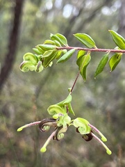Grevillea mucronulata