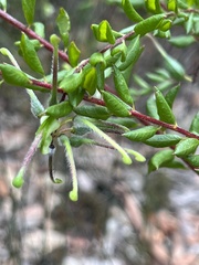 Grevillea mucronulata