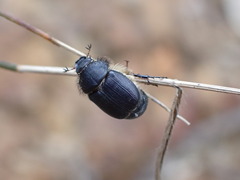 Melolonthinae