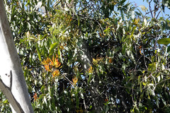 Loranthaceae