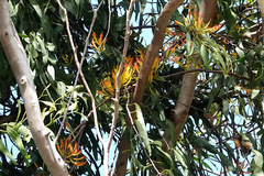 Loranthaceae