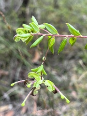 Grevillea mucronulata