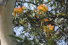 Loranthaceae