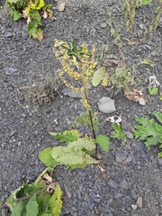 Verbascum pyramidatum