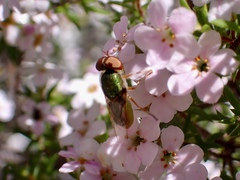 Odontomyia decipiens