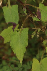 Melanoseris graciliflora