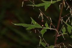 Melanoseris graciliflora