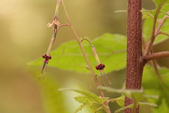 Melanoseris graciliflora