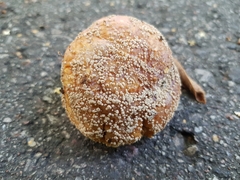 Monilinia fructicola