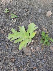 Heracleum leskovii