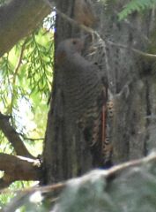 Colaptes auratus luteus × cafer