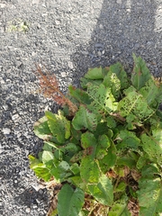 Rumex alpinus