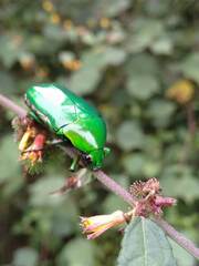 Heterorrhina elegans