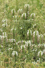 Bellardia trixago