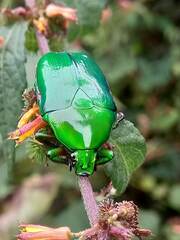 Heterorrhina elegans