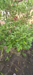 Pseudopanax lessonii