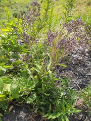 Cicerbita prenanthoides