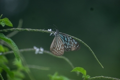 Ideopsis similis