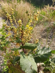 Verbascum pyramidatum
