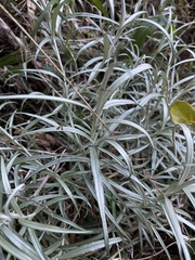 Helichrysum chrysargyrum