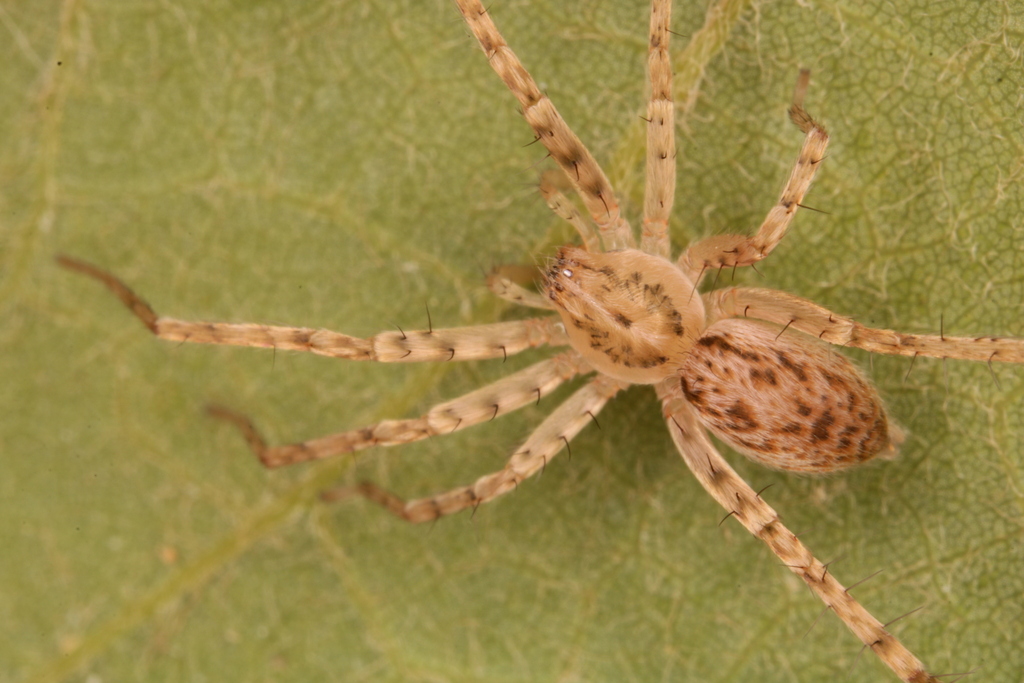 Anyphaena in October 2022 by Clifton Albrecht · iNaturalist