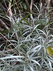 Helichrysum chrysargyrum