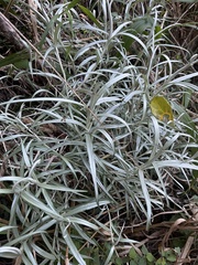 Helichrysum chrysargyrum