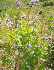 Campanula lactiflora